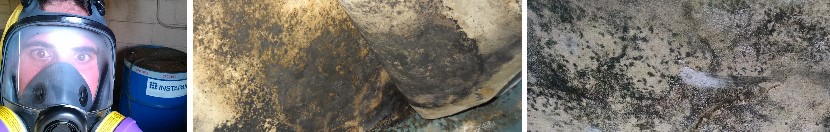 Mold investigations